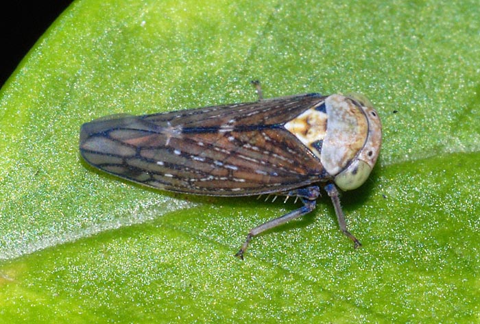 Cicadellidae : Acericerus ribauti e Idiocerus vicinus (cfr.)